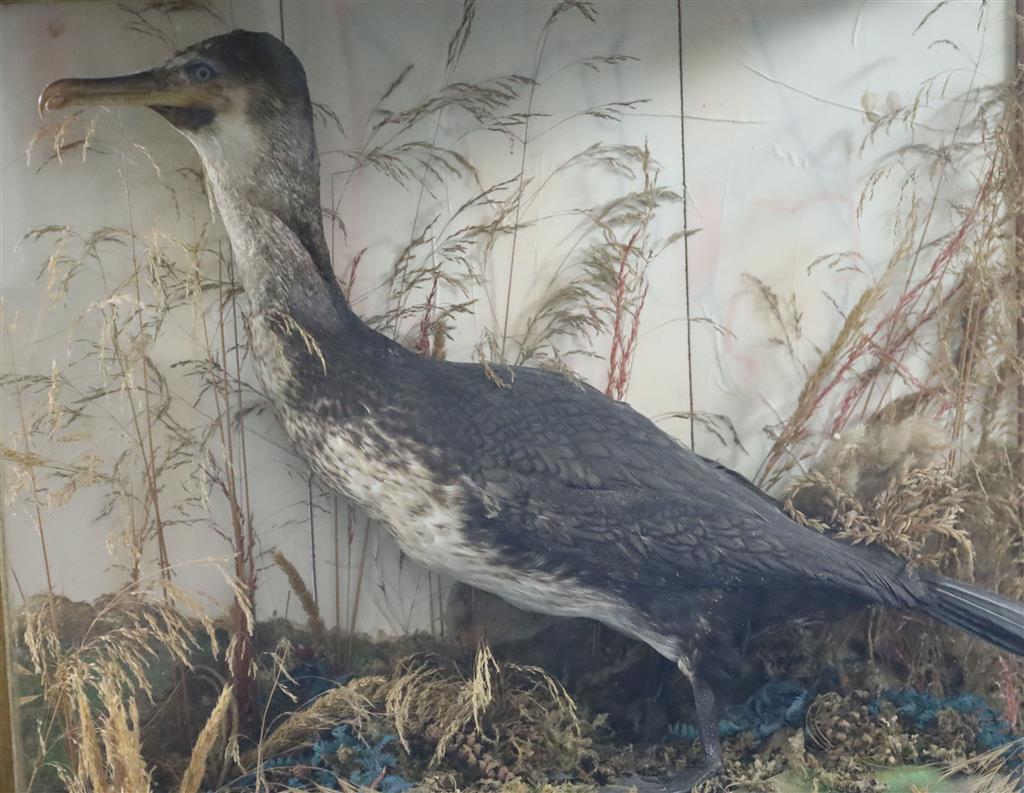 A Victorian taxidermic cormorant, cased, 81 x 72cm